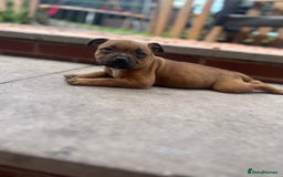 Staffordshire Bull Terrier dogs for sale: ONE MALE AVAILABLE 5* outstanding reds ✨✨✨ - Image 1