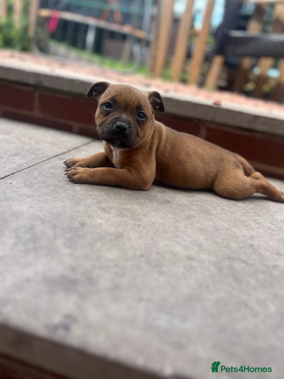 Staffordshire Bull Terrier dogs for sale: ONE MALE AVAILABLE 5* outstanding reds ✨✨✨ - Image 1