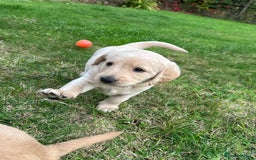 Labradoodle dogs for sale: Adorable Labrador doodle pups from KC reg parents - Image 3