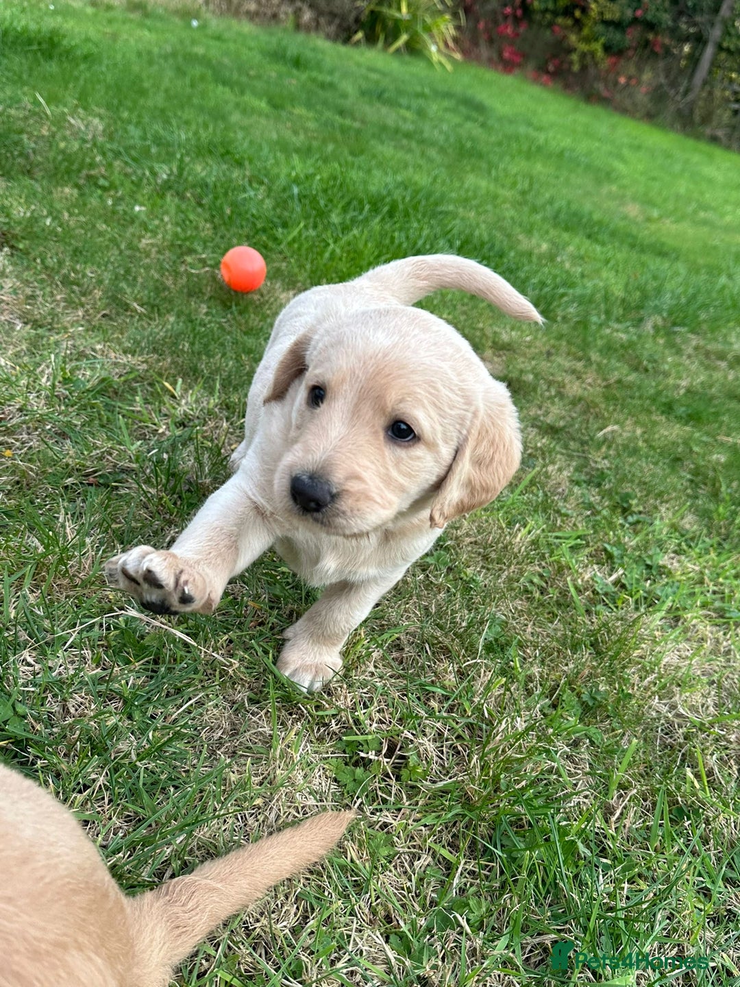 Labradoodle dogs for sale: Adorable Labrador doodle pups from KC reg parents - Image 3