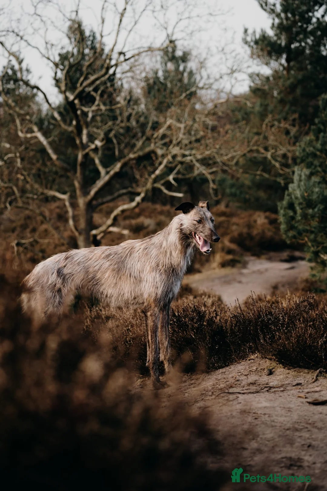 Lurcher dogs for sale: 2 year old lurcher - Advert 3
