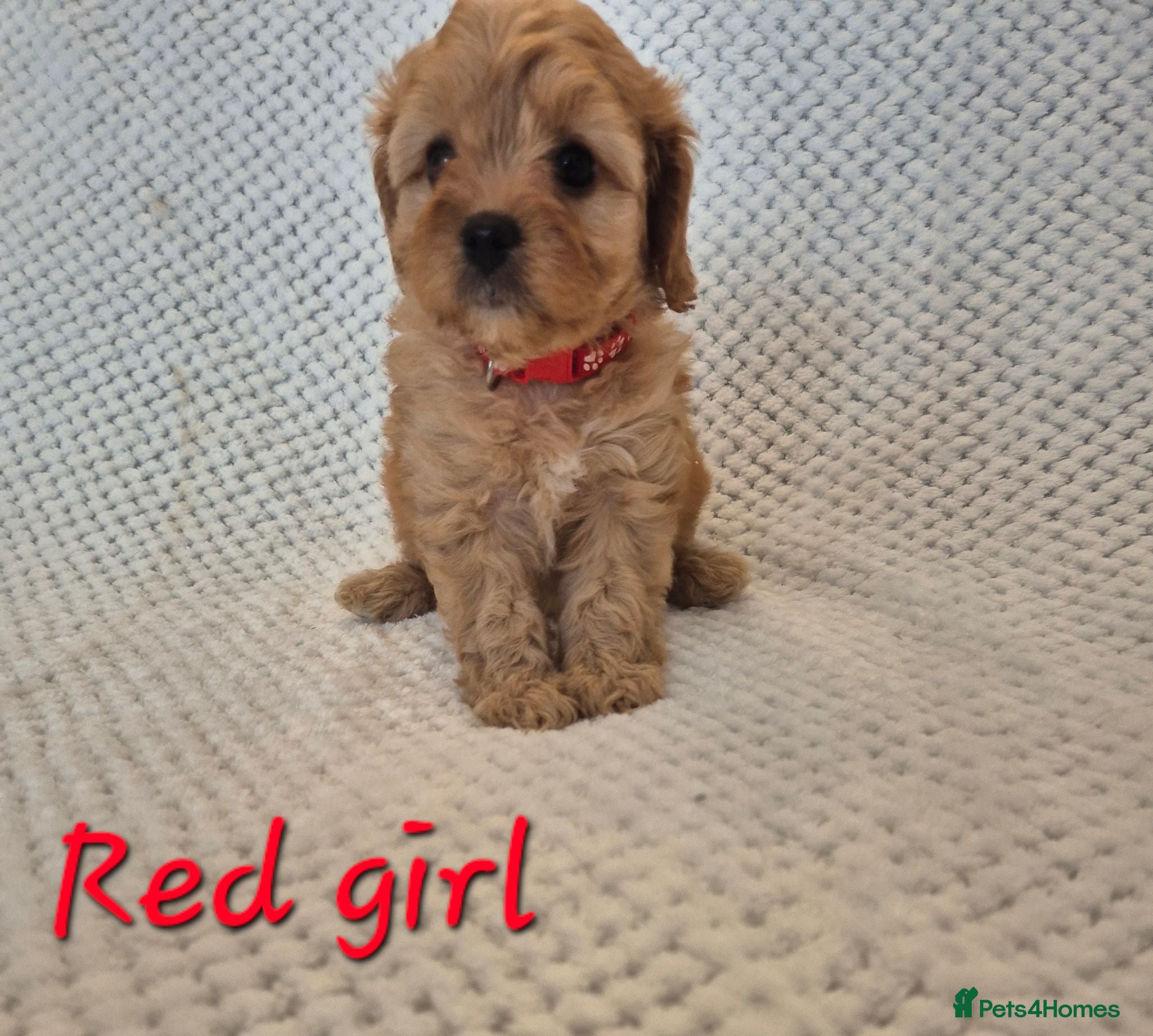 Cavapoo dogs Adorable F1 Cavapoo puppies - Advert 12