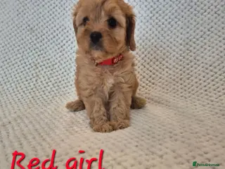 Cavapoo dogs Adorable F1 Cavapoo puppies - Advert 7