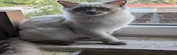 Ragdoll cats for sale: Male Ragdoll  - Advert 5