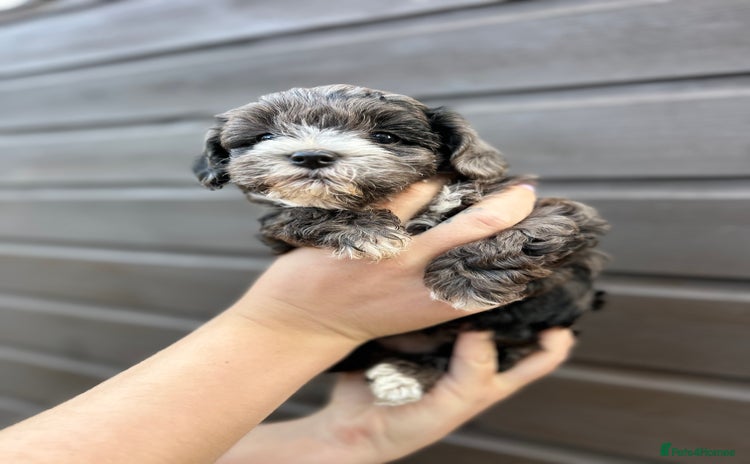Yorkiepoo dogs - Advert 1