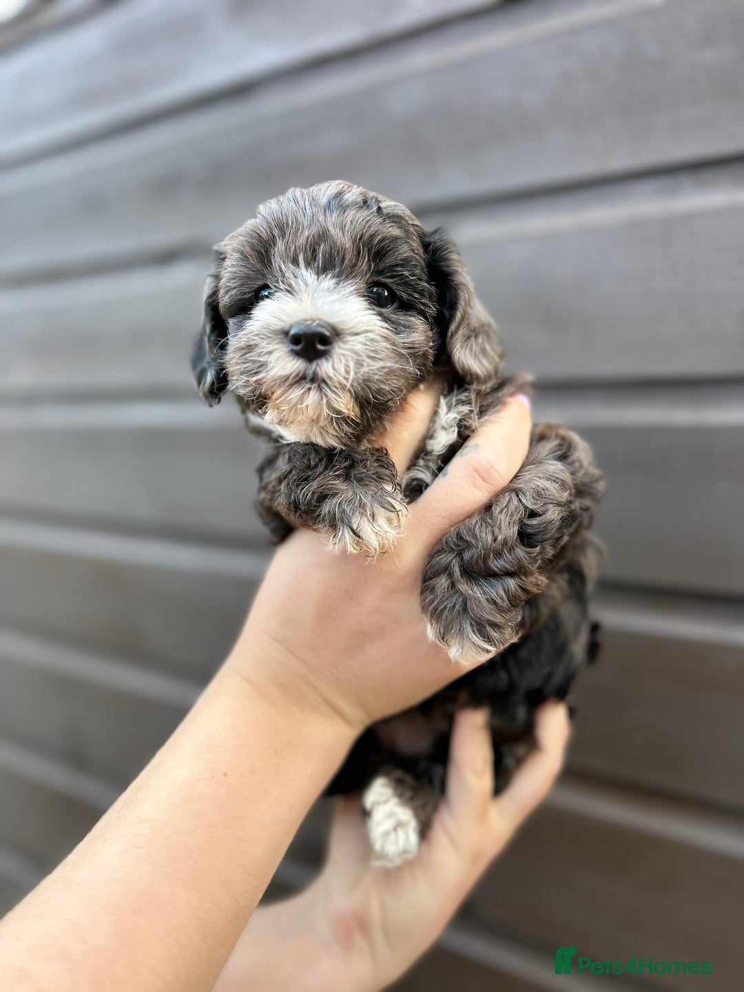 Yorkiepoo dogs for sale: 🐾 Tiny Yorkiepoo Puppies – Ready 29th August! 🐾 - Image 1
