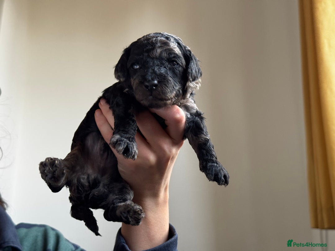 Miniature Poodle dogs for sale: Striking merle and black Miniature Poodle Puppies - Advert 8
