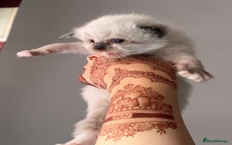 Ragdoll cats for sale: Ragdoll kittens - Image 3
