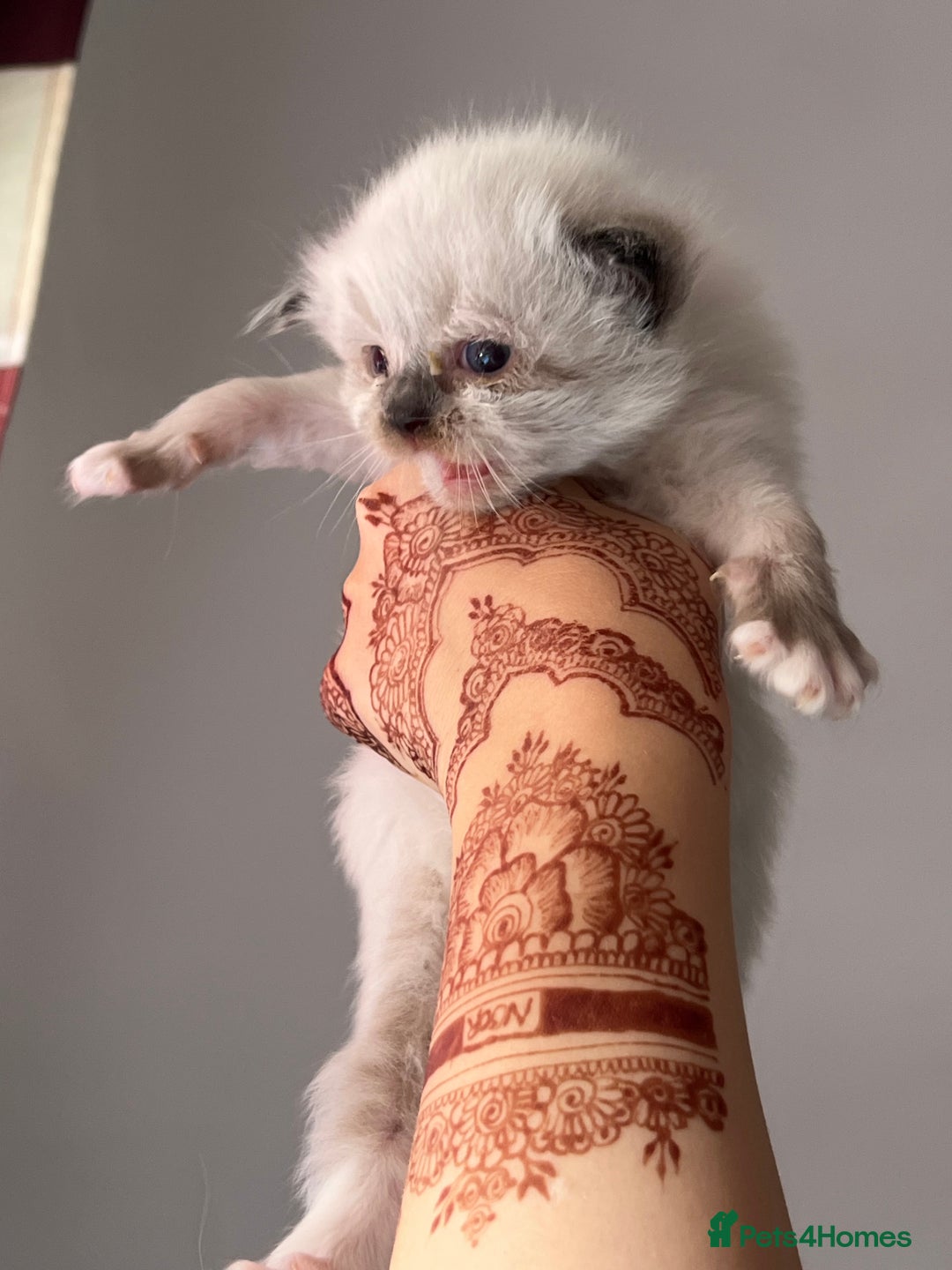 Ragdoll cats for sale: Ragdoll kittens - Image 3