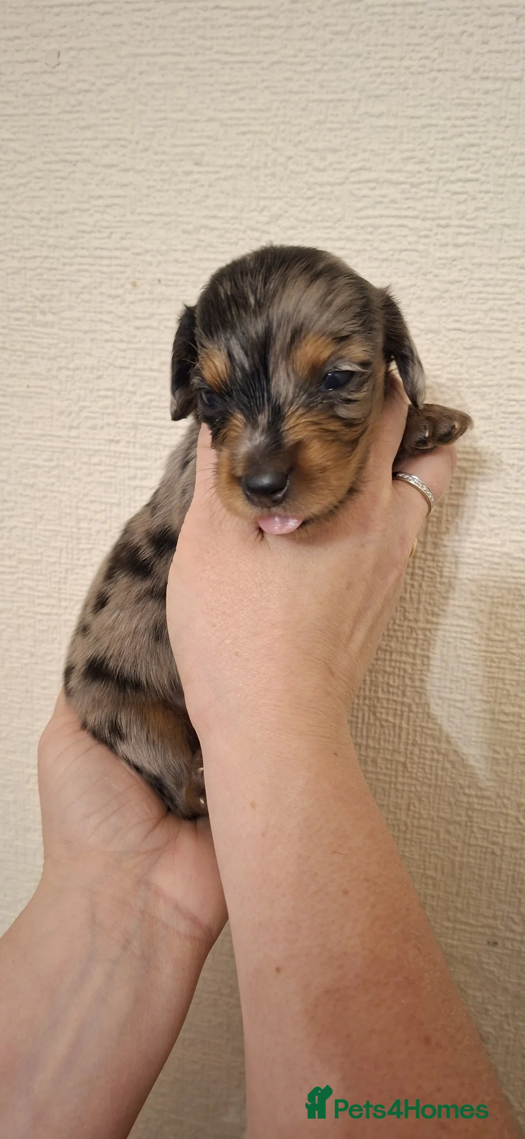 Miniature Dachshund dogs for sale: 5 gorgeous longhaired dachshunds!! 0.0% COI - Advert 4