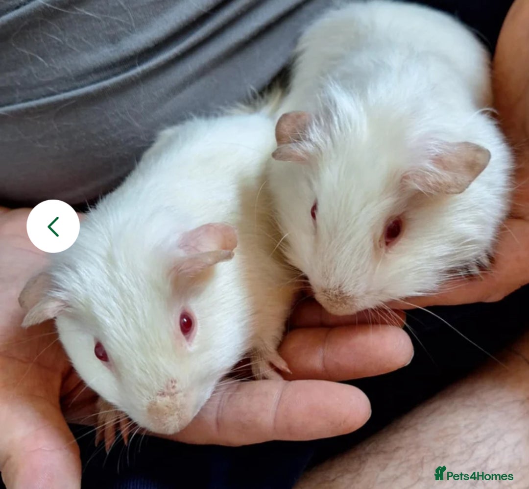 Guinea Pig rodents for sale: 2 Male Guinea Pigs - Image 3