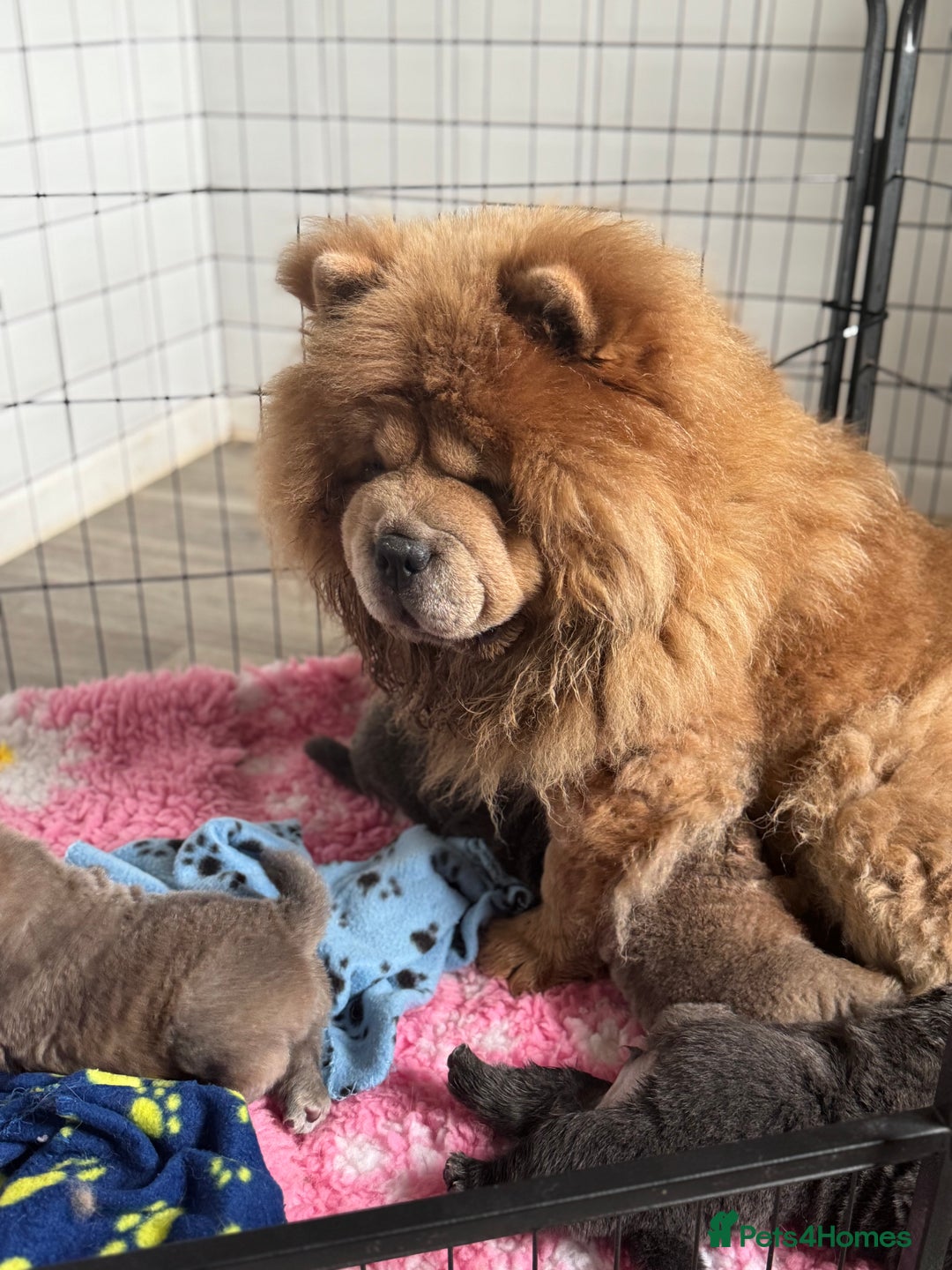 Chow Chow dogs for sale: Wyvernwest have puppies due in November  - Image 2