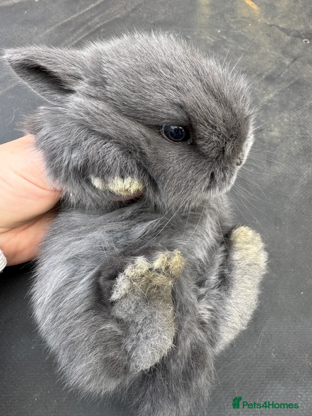 Mini Lop rabbits for sale: Beautiful mini lop babies  - Advert 12