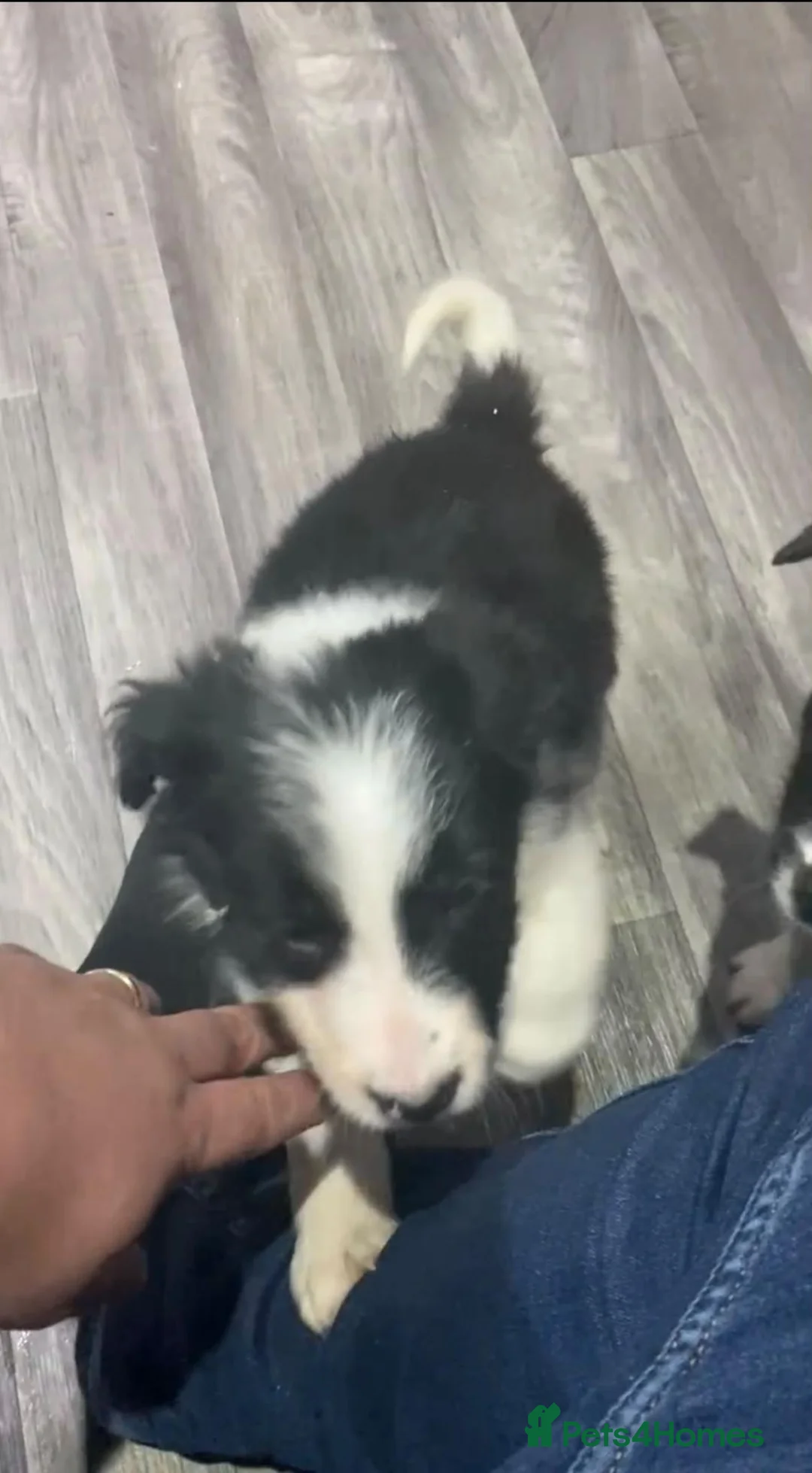 Border Collie dogs for sale: border collie puppies - Advert 2