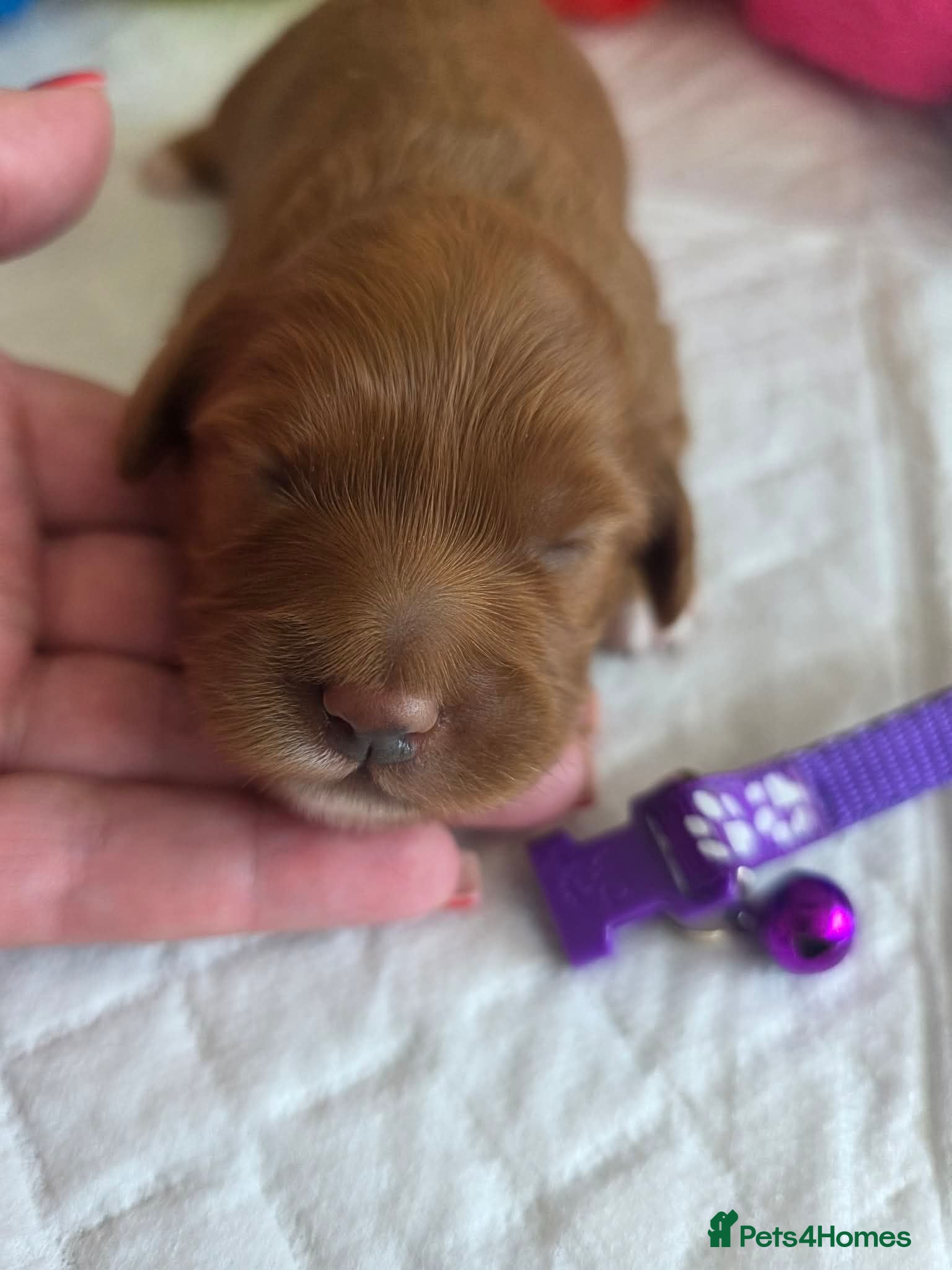 Cavapoo dogs 💗⭐Gorgeous Cavapoo Girls ⭐💗 - Advert 2