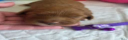 Cavapoo dogs for sale: 💗⭐Gorgeous Cavapoo Girls ⭐💗 - Advert 3