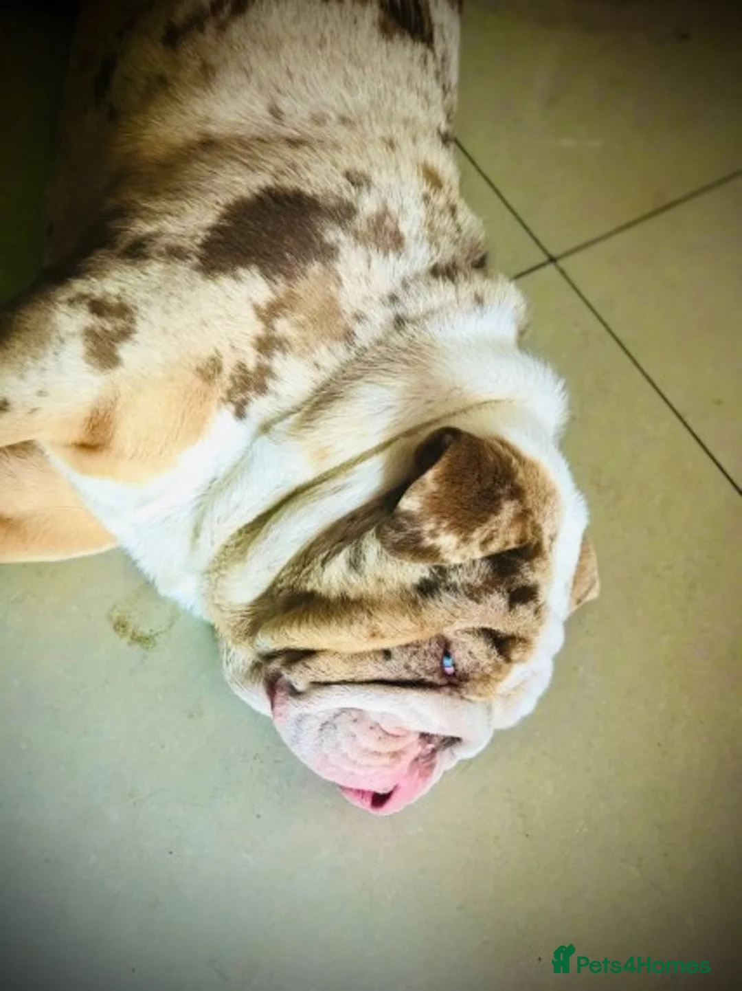 English Bulldog dogs for stud: Heavy set BRITISH BULLDOG - Advert 8