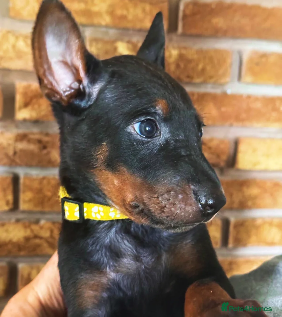 Mixed Breed dogs for sale: Chinese Red Dogs - Image 19