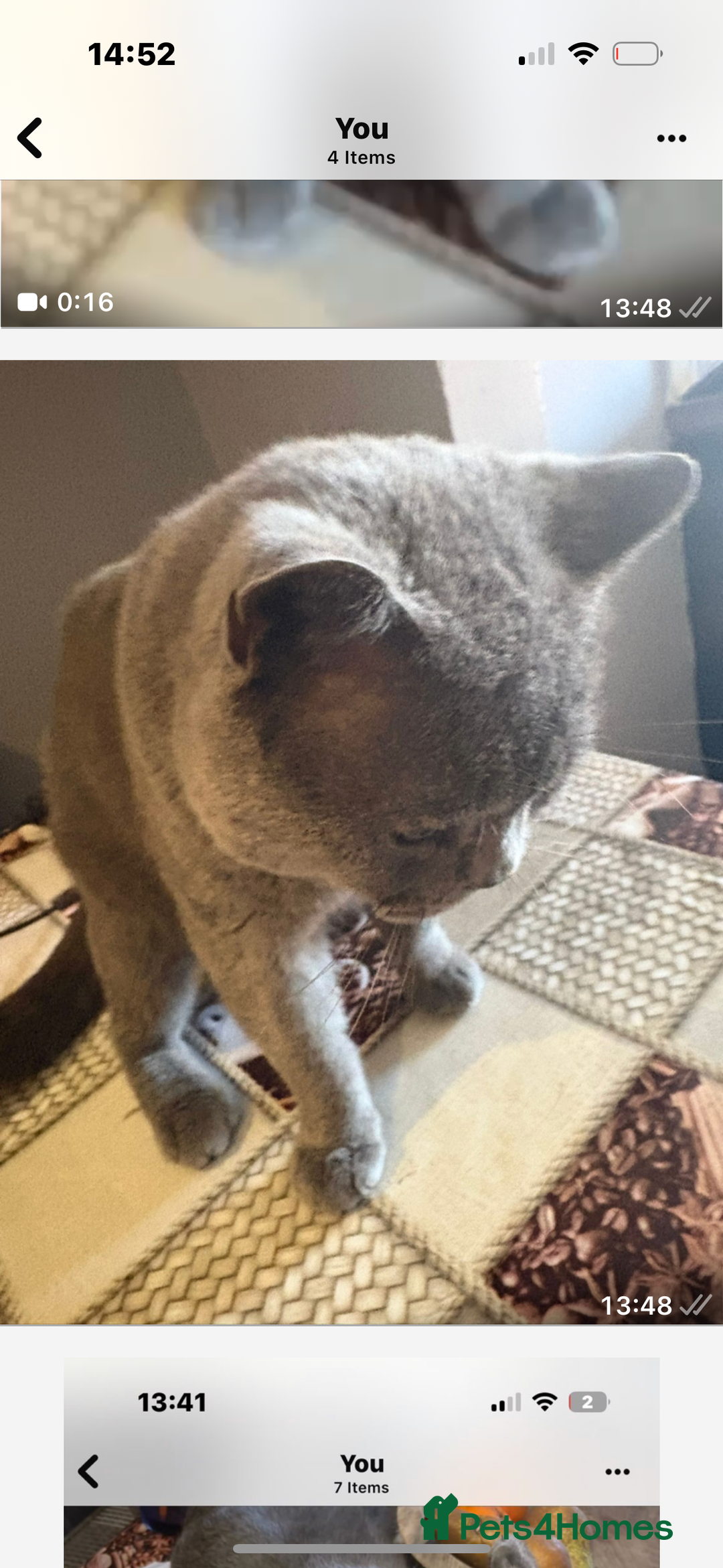 British Shorthair cats for sale: British Shorthair kittens  - Advert 14