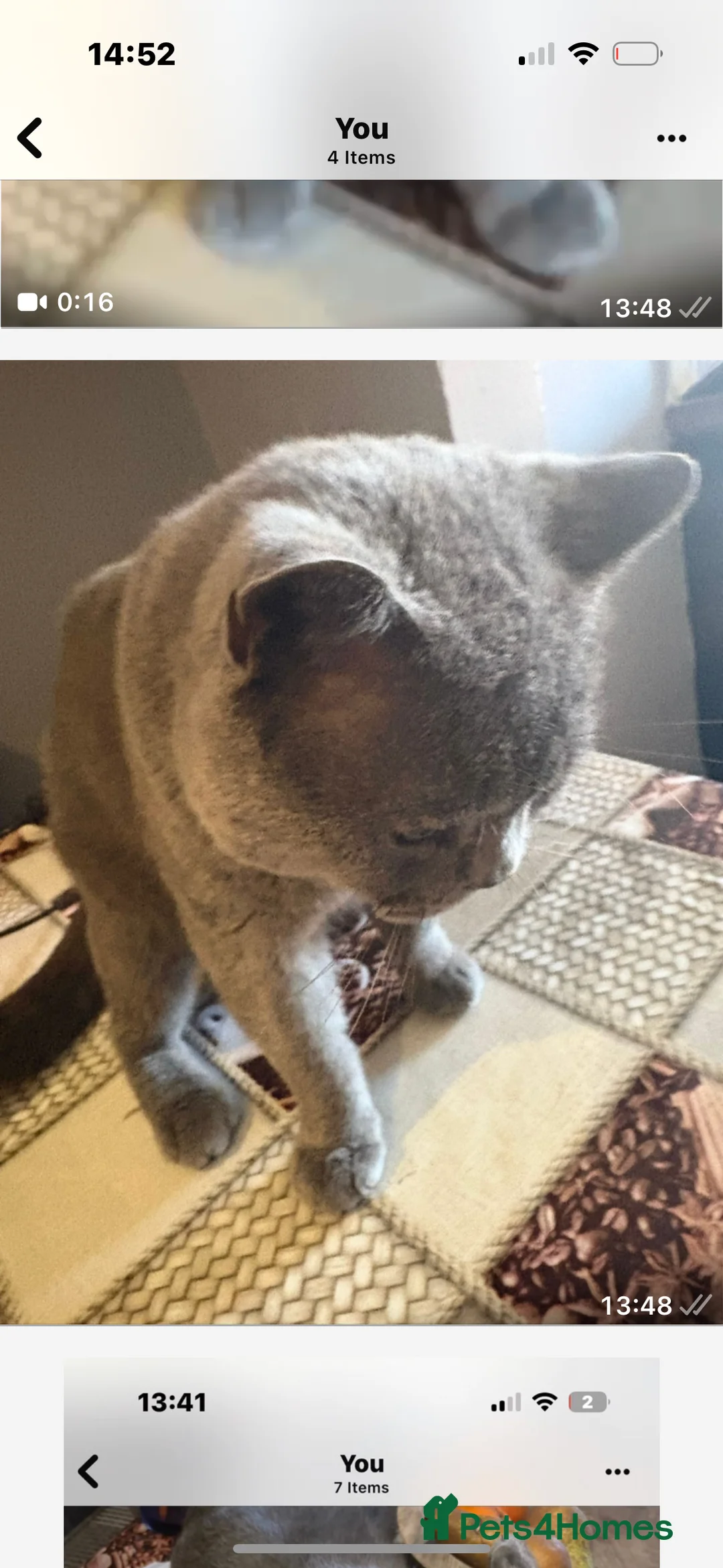 British Shorthair cats for sale: British Shorthair kittens  - Advert 13