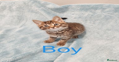 Mixed Breed cats - Advert 16