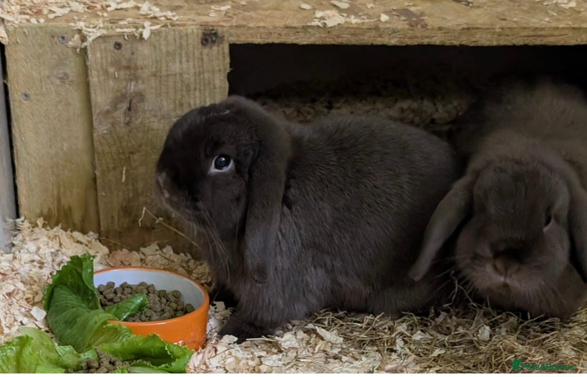Mini Lop rabbits 2 male 1 year old mini lops for sale  - Advert 22