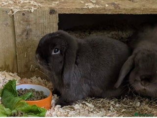 Mini Lop rabbits - Advert 7