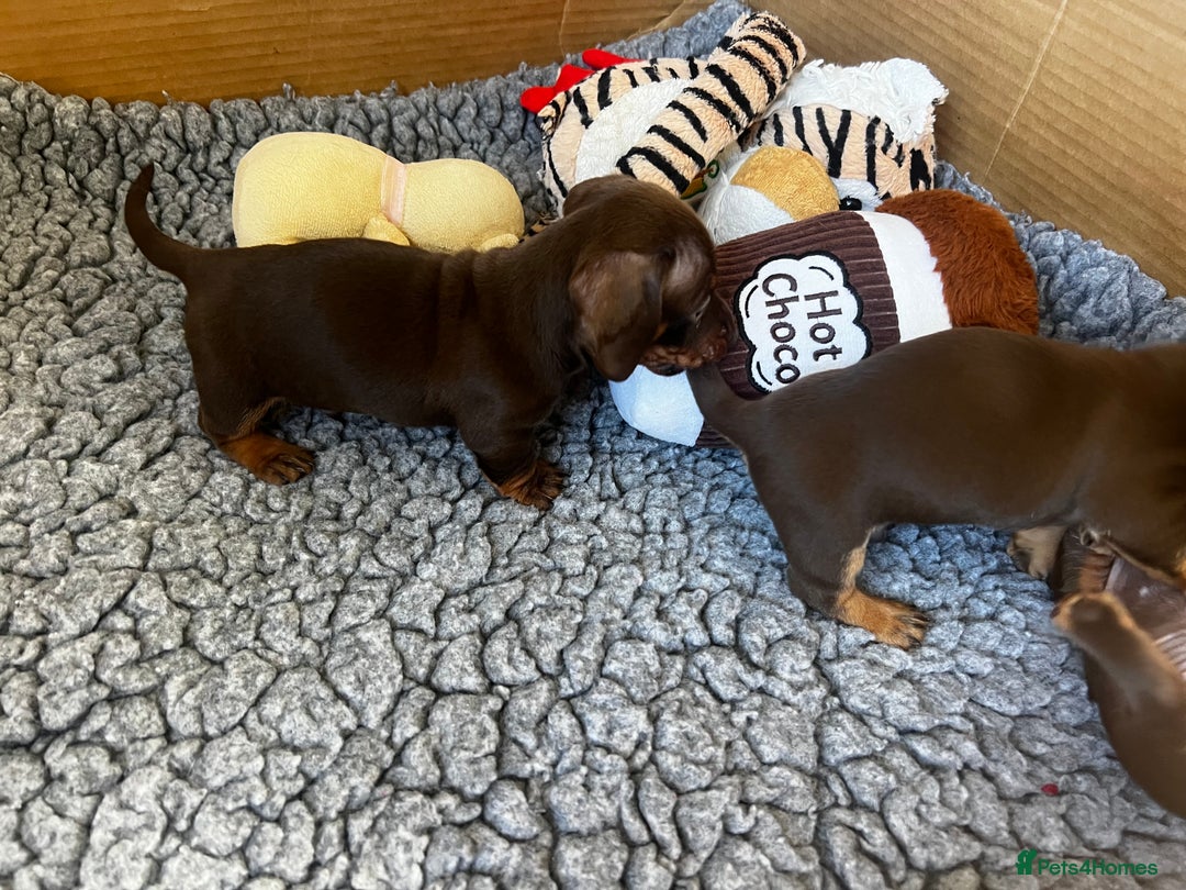 Miniature Dachshund dogs for sale: 1 girl & 3 boys ready Now Mini Dachshunds  - Image 20