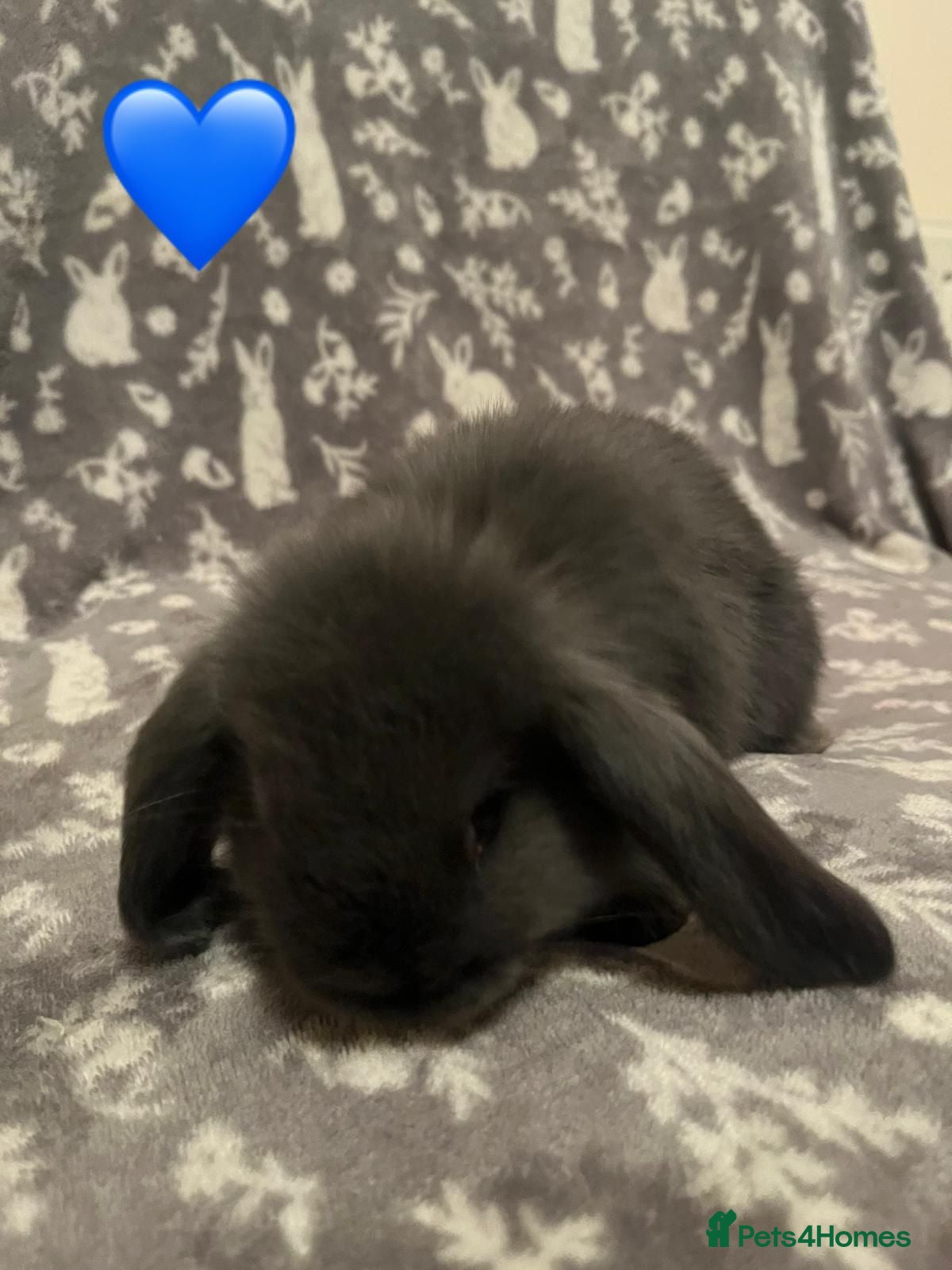 Mini Lop rabbits Mini Lop Babies - Advert 1