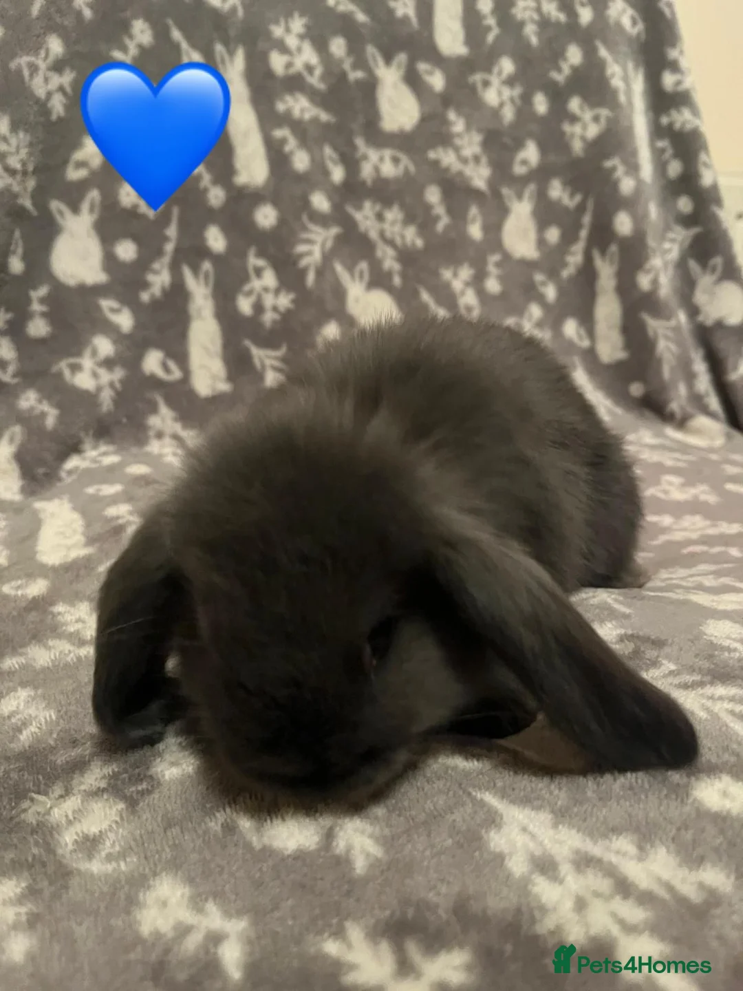 Mini Lop rabbits for sale: Mini Lop Babies SOLD - Advert 1