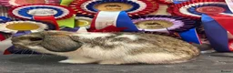 Mini Lop rabbits for sale: Show bloodline miniature lops - Advert 3