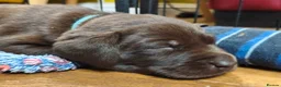 Labrador Retriever dogs for sale: Labrador Puppies Black & Chocolate Ready 31st Oct - Advert 29