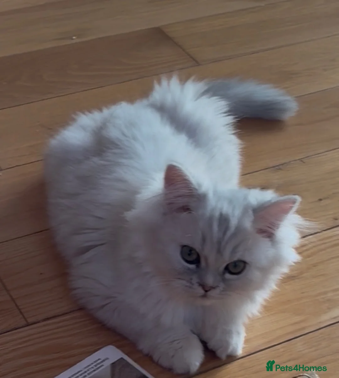 Persian cats for sale: Two Persian chinchillas pedigree - Advert 5