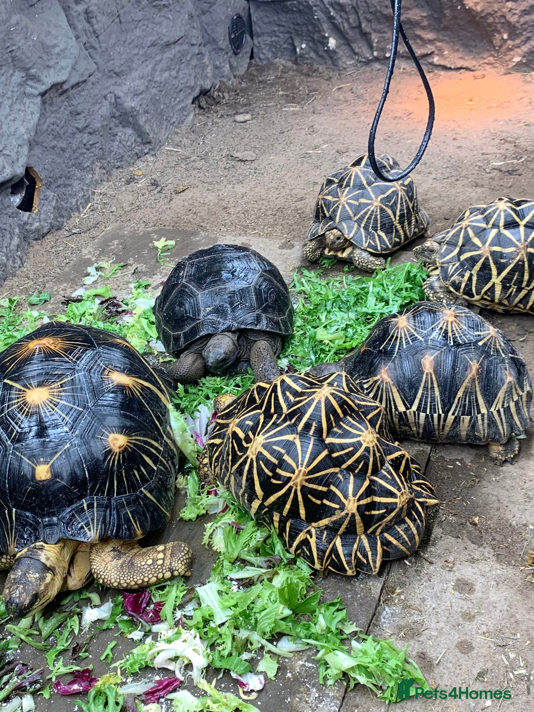 Tortoise reptiles for sale: Home for Unwanted Tortoises - Advert 4