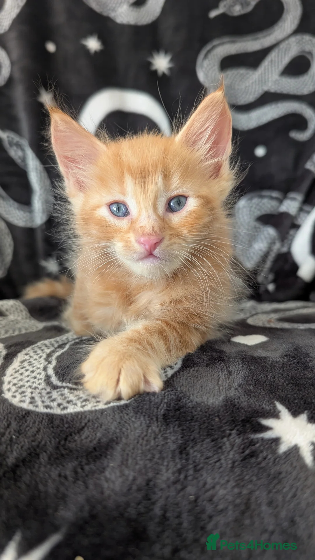 Maine Coon cats for sale: Maine coon kittens  - Advert 2
