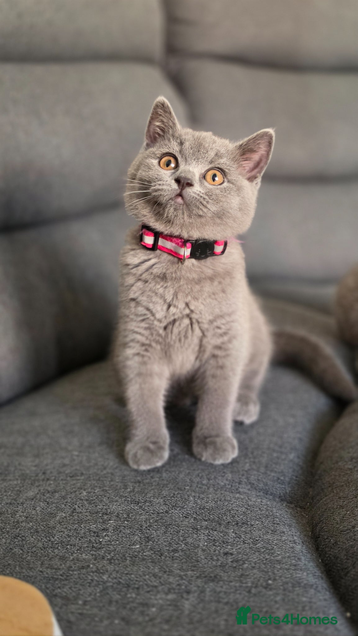British Shorthair cats Gccf active BSH ready to leave 02. June‼️ - Advert 3