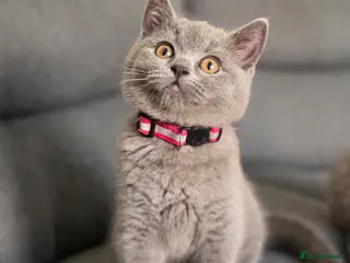 British Shorthair cats Gccf active BSH ready to leave 02. June‼️ - Advert 3
