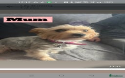 Yorkshire Terrier dogs for sale: Yorkshire Terrier puppies one boy and one girl. in Southampton - Image 2
