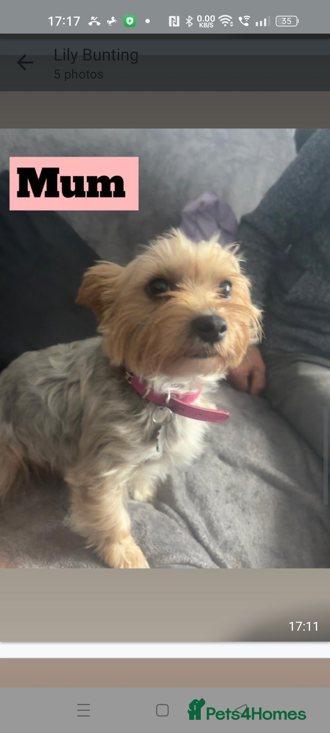 Yorkshire Terrier dogs for sale: Yorkshire Terrier puppies one boy and one girl. in Southampton - Image 2