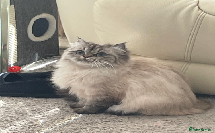 Persian cats - Advert 3