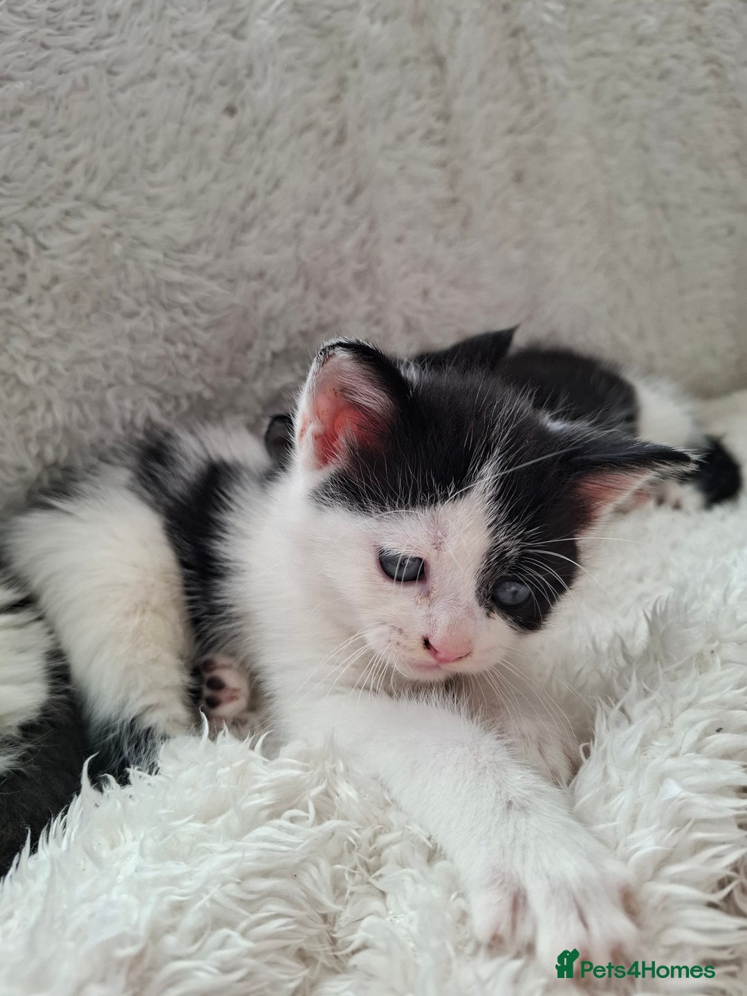 Mixed Breed cats for sale: Tabby/British short hair - Advert 9