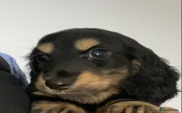 Miniature Dachshund dogs for stud: KC Reg• Cream Longhaired Stud• Fully Health Tested - Image 12