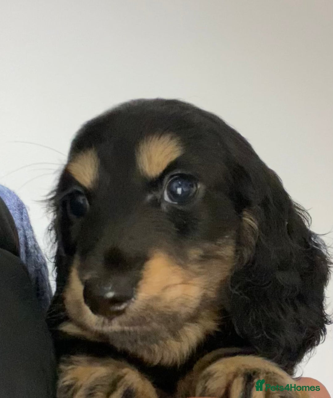 Miniature Dachshund dogs for stud: KC Reg• Cream Longhaired Stud• Fully Health Tested - Image 12