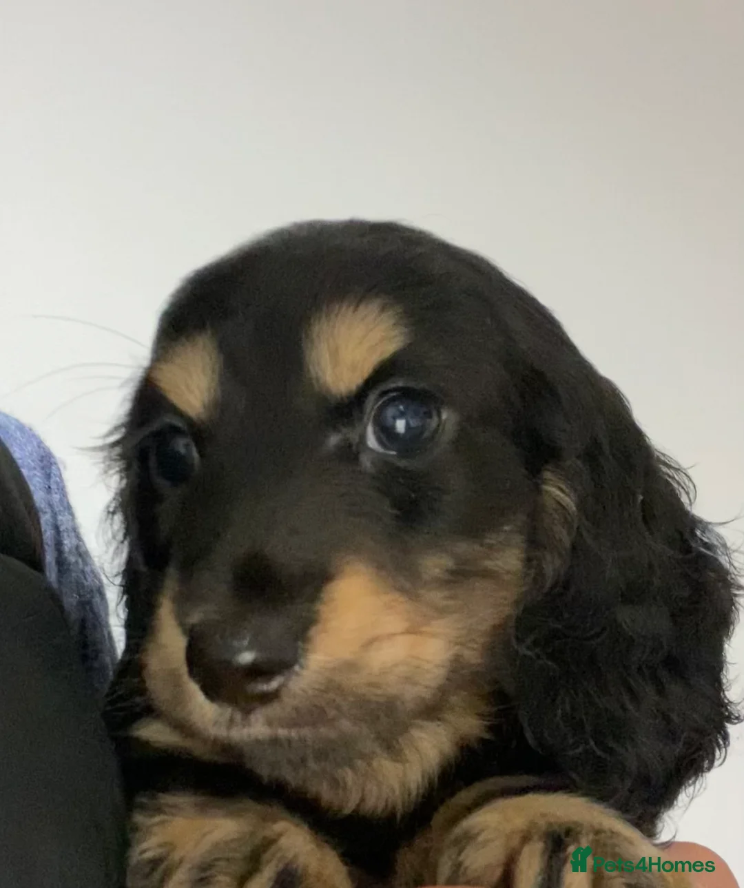 Miniature Dachshund dogs for stud: KC Reg• Cream Longhaired Stud• Fully Health Tested in Southampton - Advert 13