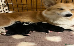 Mixed Breed dogs for sale: Gorgeous borgi pups - Image 2