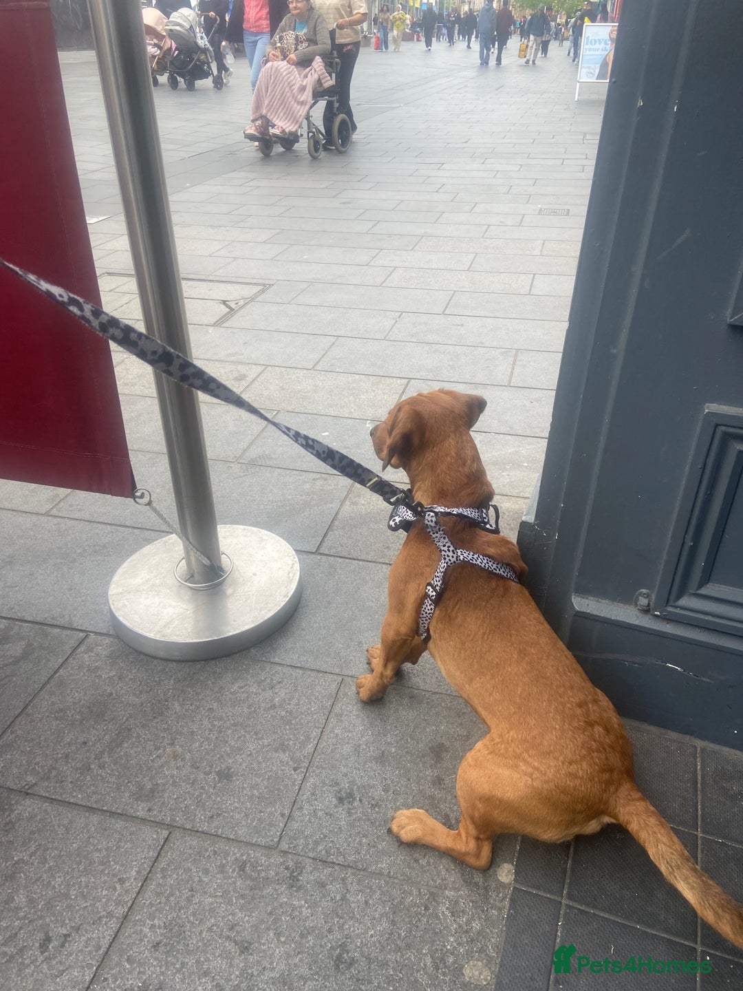 Mixed Breed dogs for sale: Unfortunately selling bugzy - Image 7