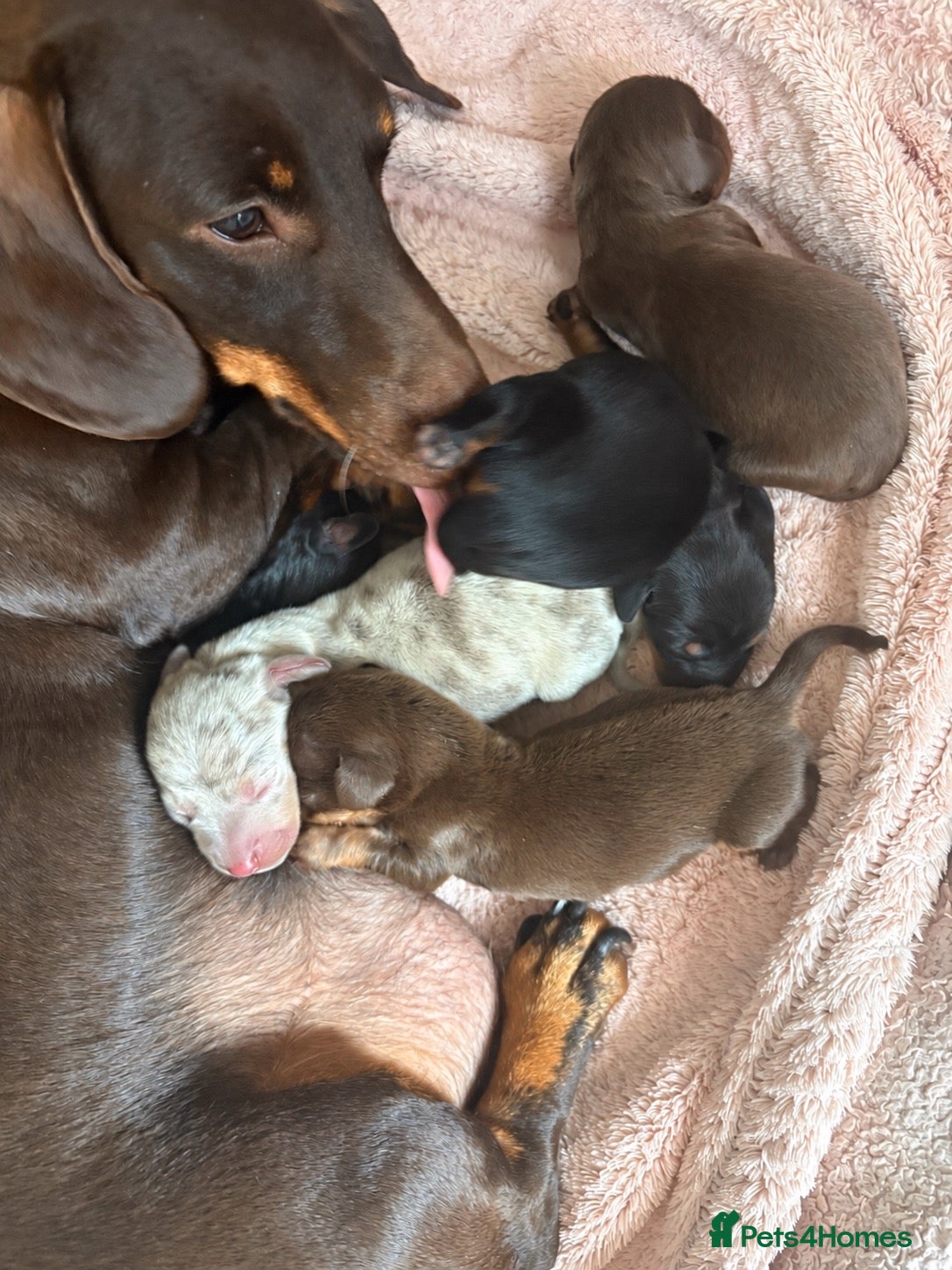 Miniature Dachshund dogs 3 Miniature Dachshund Puppies - Ready NOW!  - Advert 1