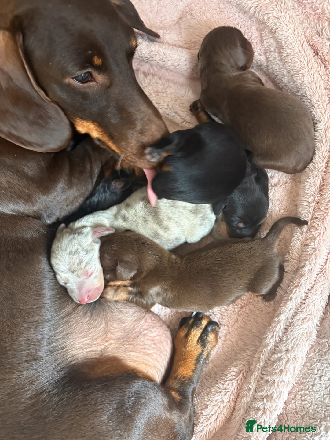Miniature Dachshund dogs for sale: 5 Miniature Dachshund Puppies - Advert 21