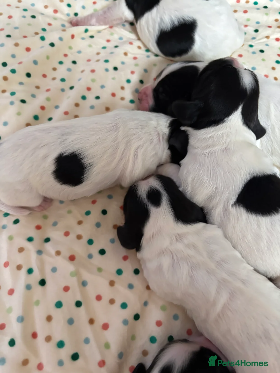Cocker Spaniel dogs for sale: Working cocker spaniel puppies (White & Black) in Cardiff - Advert 6