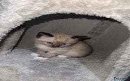 Mixed Breed cats for sale: 4 Male Kittens Available - Image 4